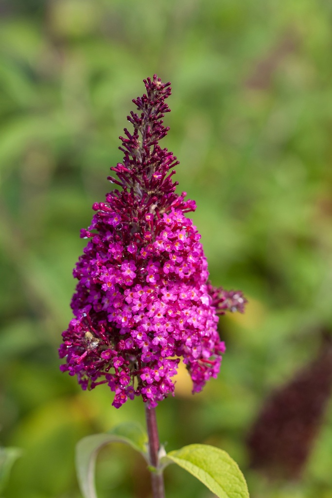 [xx] BUDDLEJA DAVIDII FIRST EDITIONS® 'FUNKY FUCHSIA' (Pot 3 litres, 30-40 cm)