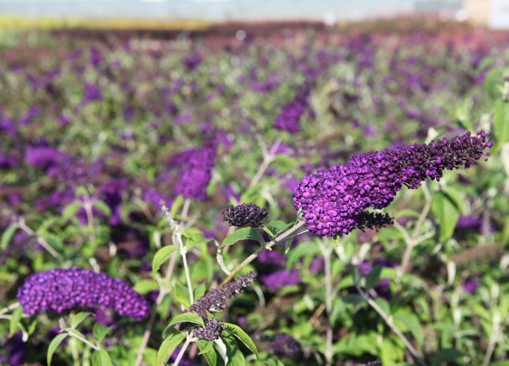 BUDDLEJA DAVIDII FIRST EDITIONS® 'GROOVY GRAPE'