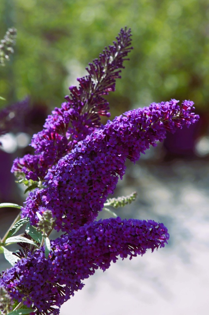 [xx] BUDDLEJA DAVIDII FIRST EDITIONS® 'PSYCHEDELIC SKY' (Pot 3 liter, 30-40 cm)