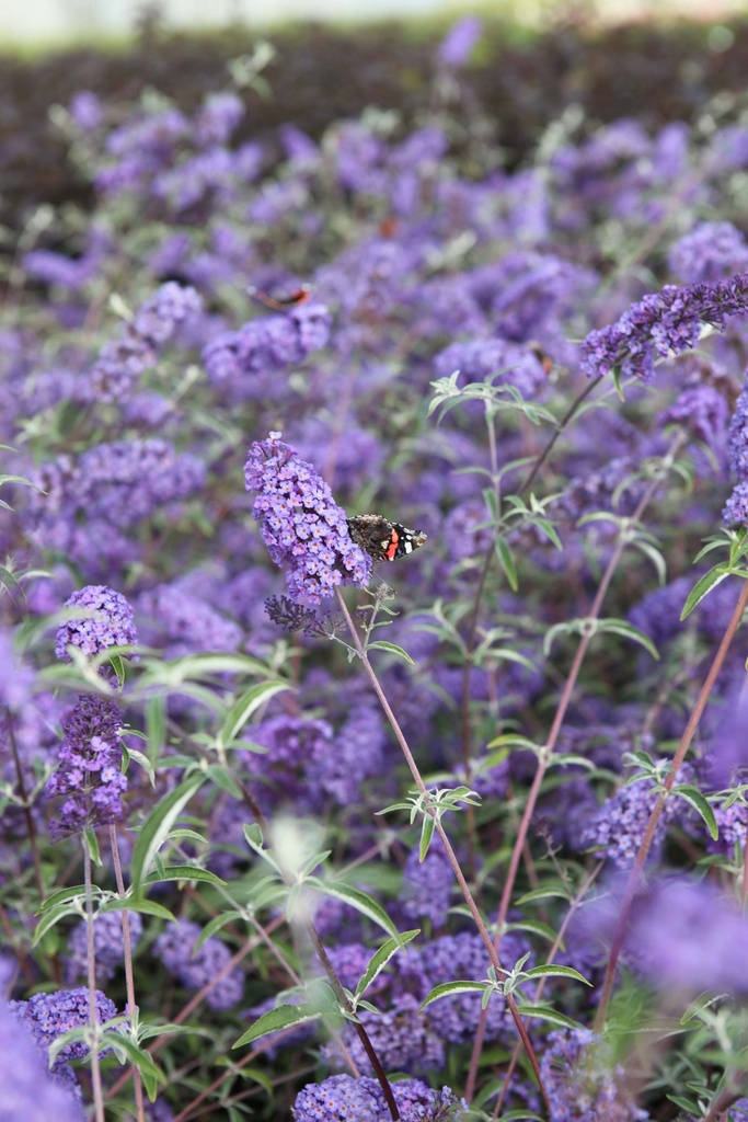 [BDNBL3C] BUDDLEJA DAVIDII 'NANHO BLUE' (Pot 3 litres, 40-50 cm)