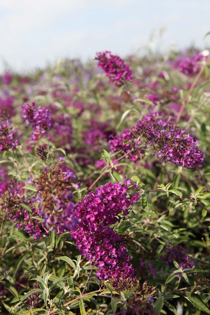 BUDDLEJA DAVIDII 'NANHO PURPLE'