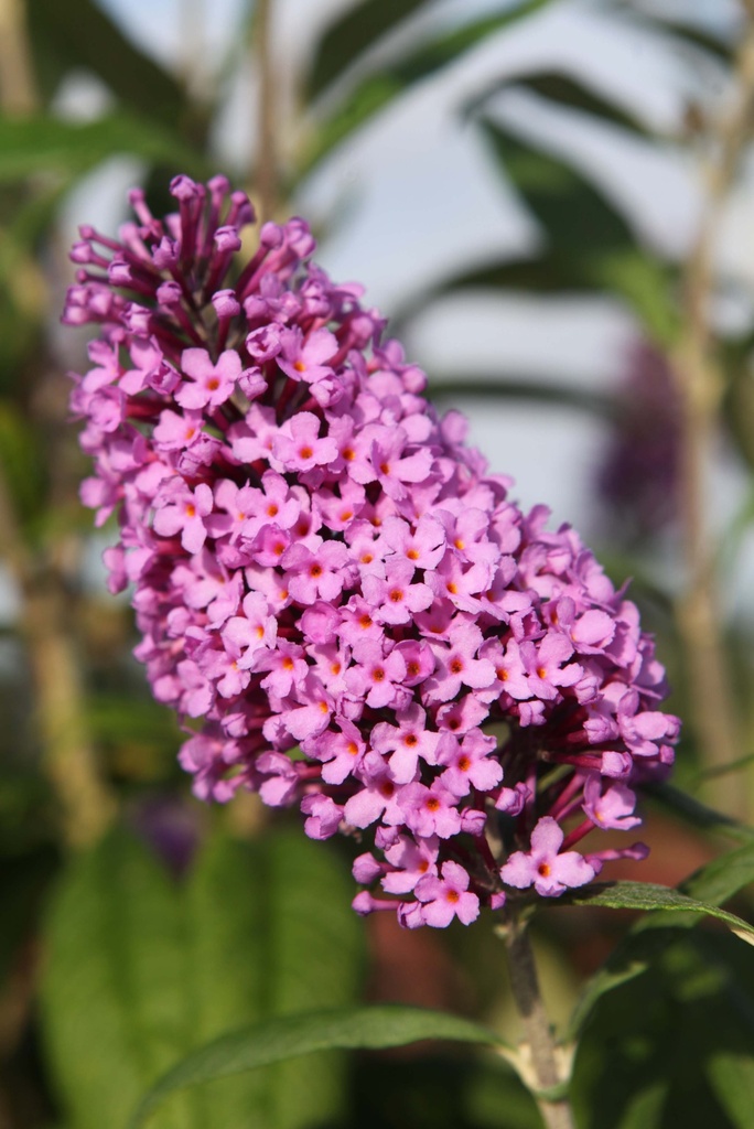 [xx] BUDDLEJA DAVIDII PEACOCK (Pot 3 liter, 30-40 cm)