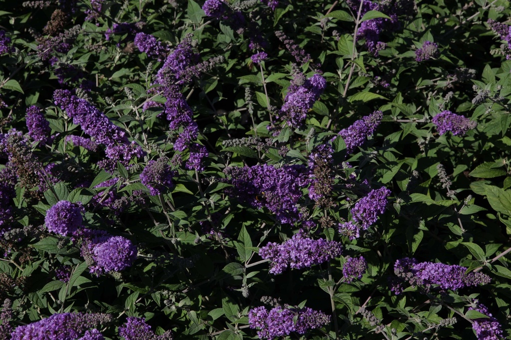 [xx] BUDDLEJA DAVIDII PROVEN WINNERS® 'BLUE CHIP' (Pot 3 liter, 25-30 cm)