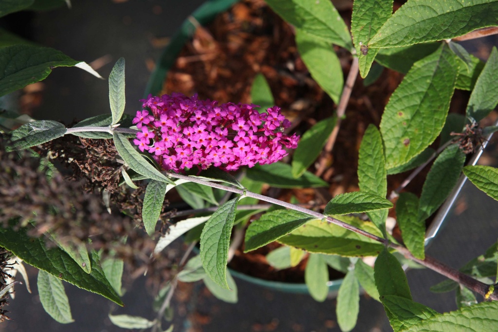BUDDLEJA DAVIDII PROVEN WINNERS® 'MISS RUBY'