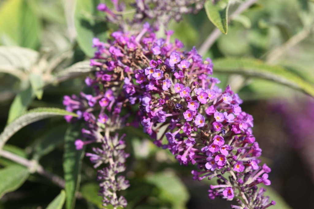 BUDDLEJA DAVIDII PROVEN WINNERS® PURPLE CHIP