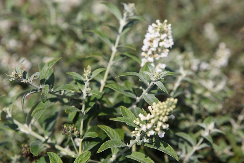 [xx] BUDDLEJA DAVIDII PROVEN WINNERS® WHITE CHIP (Pot 3 liter, 25-30 cm)