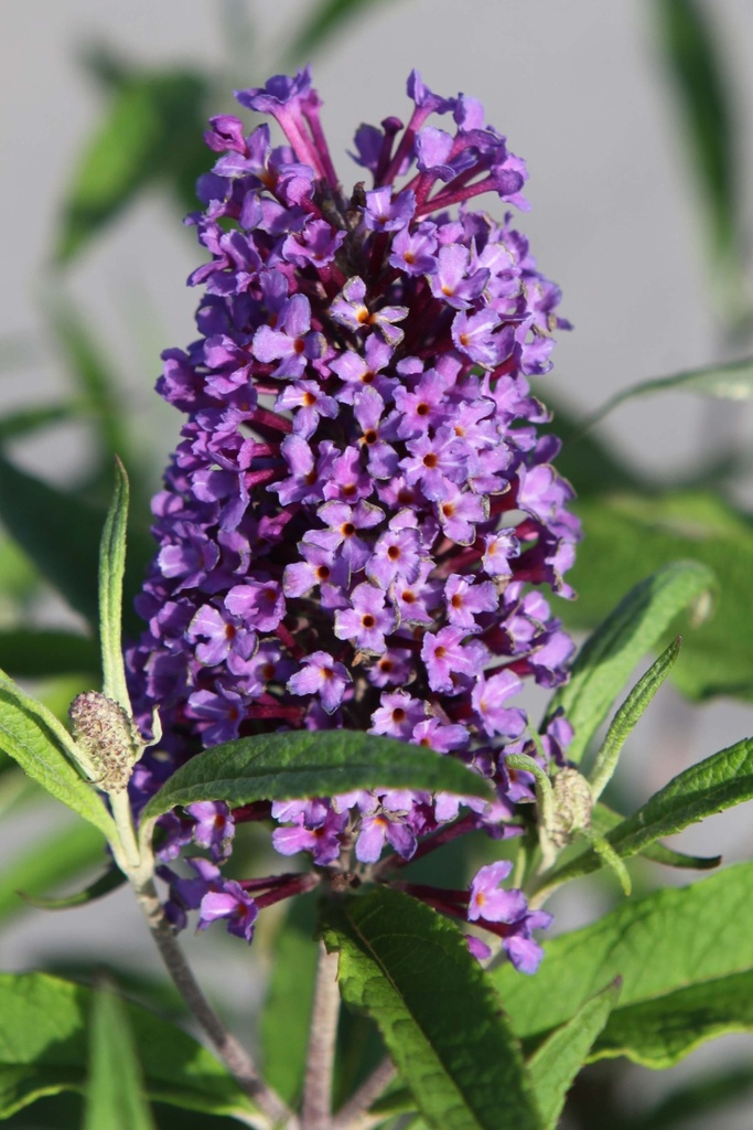 [xx] BUDDLEJA DAVIDII 'PURPLE EMPEROR' (Pot 3 litres, 40-50 cm)