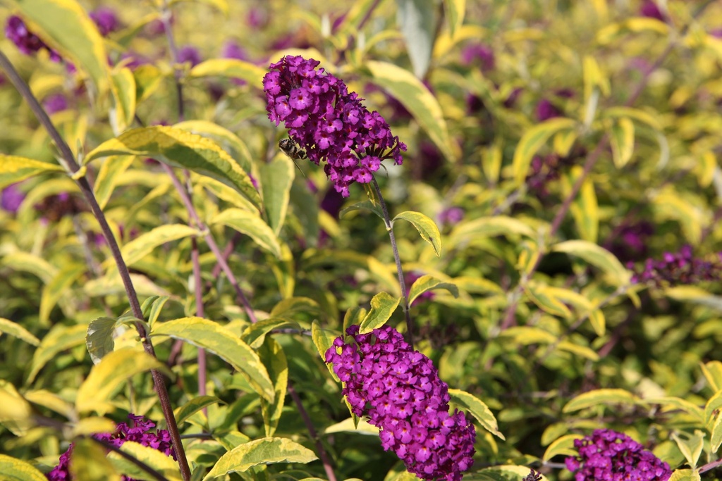 BUDDLEJA DAVIDII 'SANTANA'