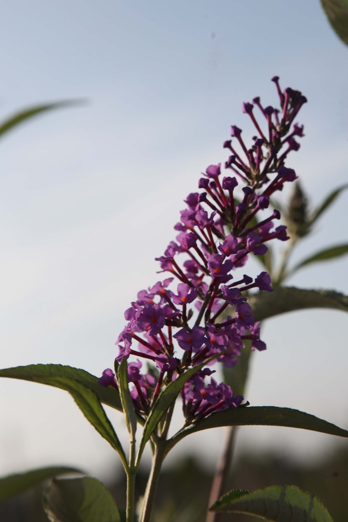 [BDSO60C10] BUDDLEJA DAVIDII 'SOPHIE' (Pot 10 liter, 60-80 cm)