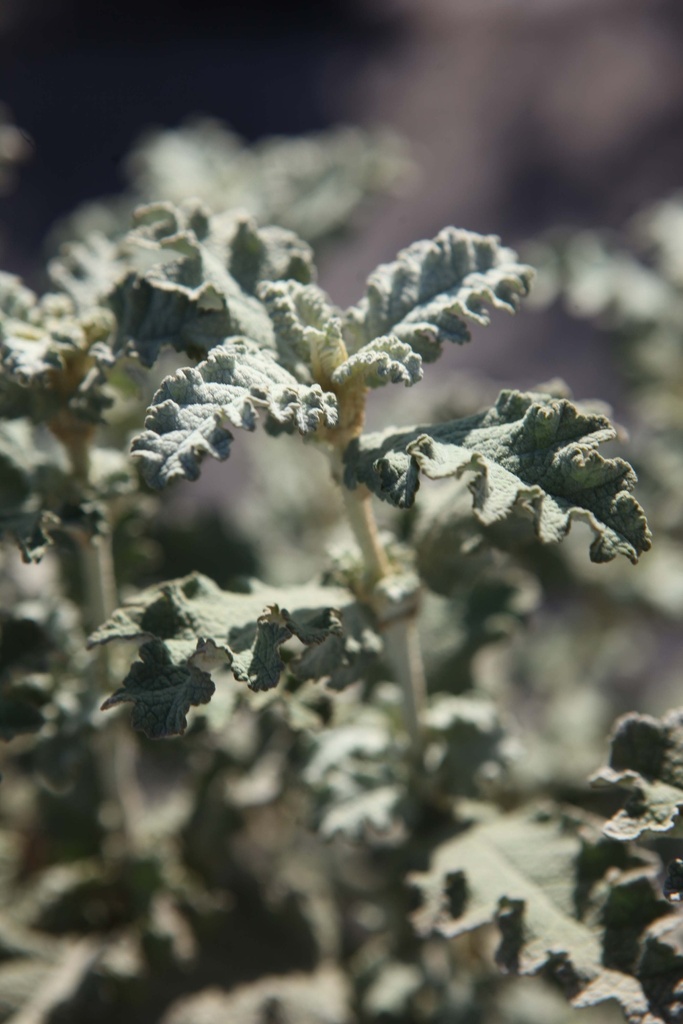 [xx] BUDDLEJA GLOMERATA 'SILVER SERVICE' (Pot 10 litres, 50-60 cm)