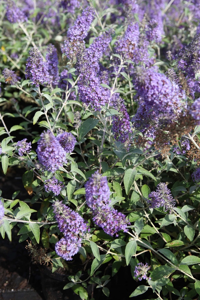 [BLO30C3] BUDDLEJA 'LOCHINCH' (Pot 3 liter, 30-40 cm)