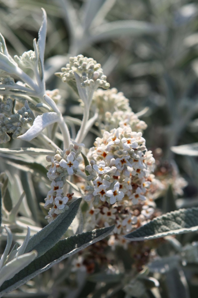 [xx] BUDDLEJA SILVER ANNIVERSARY (Pot 10 litres, 60-80 cm)