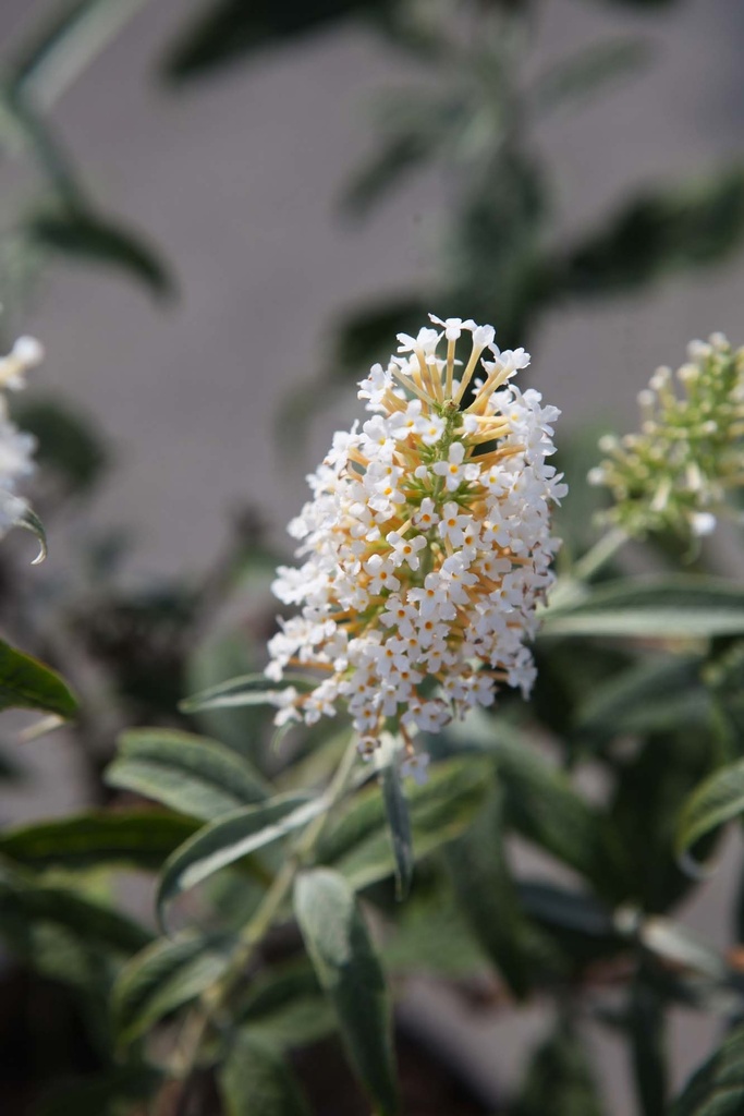 [BWBA3C] BUDDLEJA 'WHITE BALL' (Pot 3 litres, 30-40 cm)