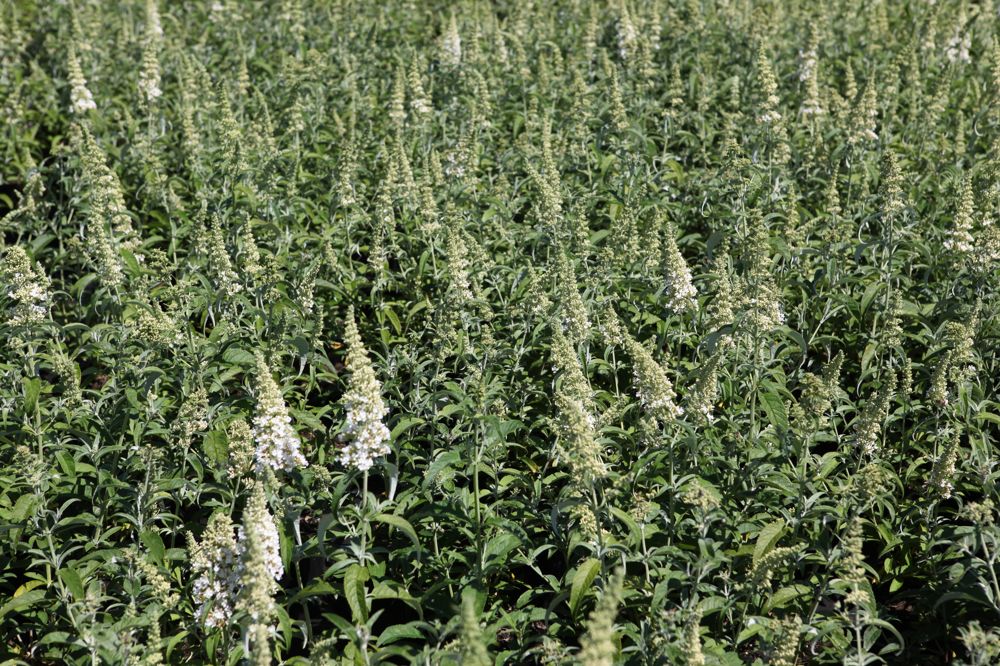 [BWBA3C] BUDDLEJA 'WHITE BALL' (Pot 3 litres, 30-40 cm)