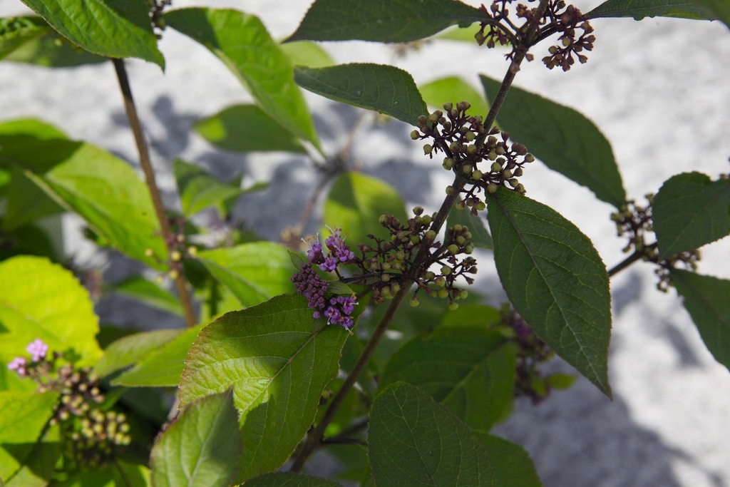 [xx] CALLICARPA BODINIERI IMPERIAL PEARL® (Pot 3 litres, 40-50 cm)