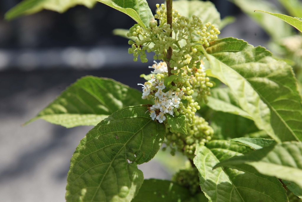 [xx] CALLICARPA BODINIERI MAGICAL® SNOWQUEEN (Pot, 100-125 cm)