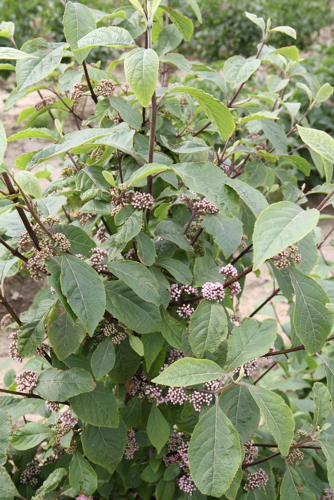 [CBPR100] CALLICARPA BODINIERI 'PROFUSION' (Pot, 100-125 cm)