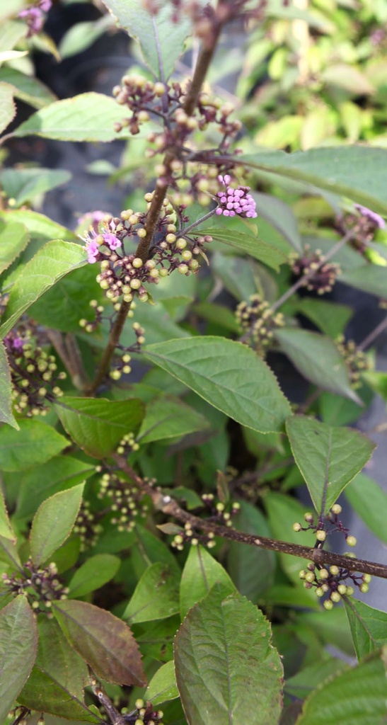 [xx] CALLICARPA KWANGTUNGENSIS (Pot 3 litres, 30-40 cm)