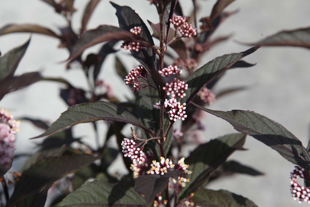 [xx] CALLICARPA PROVEN WINNERS® PEARL GLAM (Pot 3 liter, 30-40 cm)