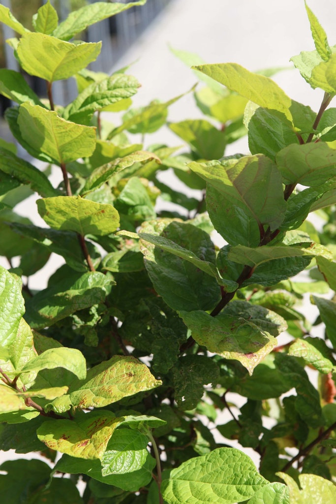 CALYCANTHUS FLORIDUS