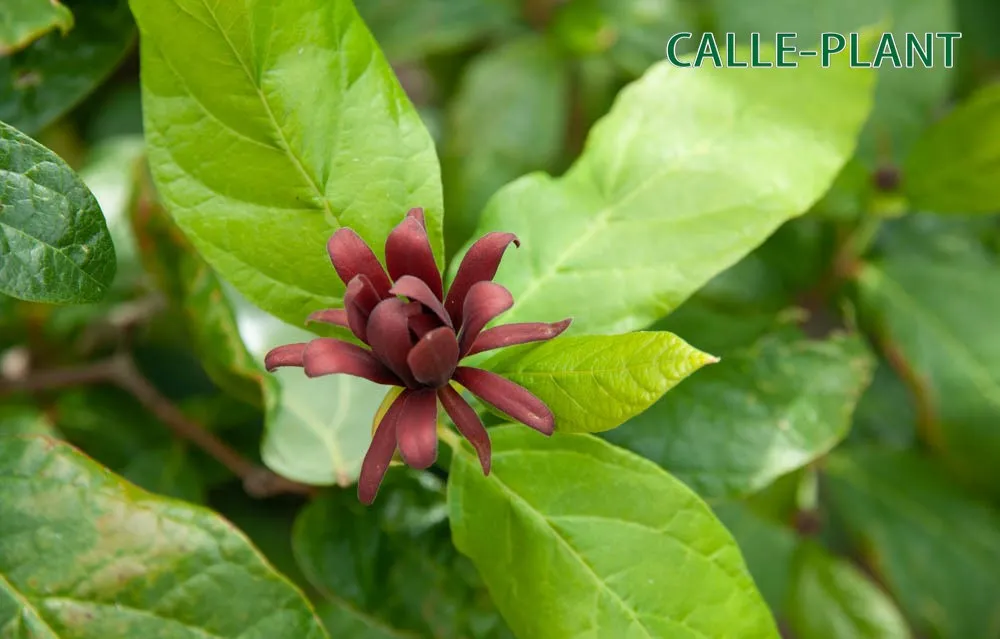 CALYCANTHUS FLORIDUS