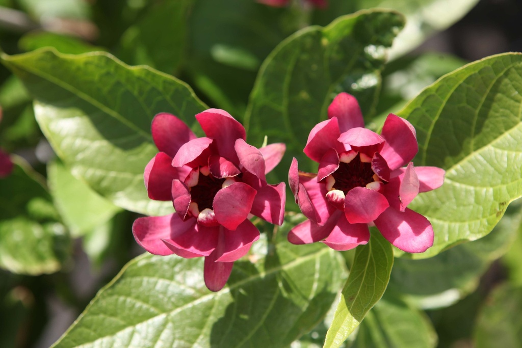 CALYCANTHUS PROVEN WINNERS® 'APHRODITE'