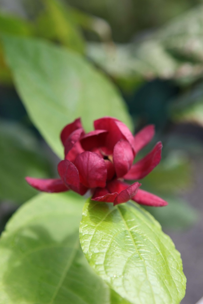 [xx] CALYCANTHUS RAULSTONII 'HARTLAGE WINE' (Pot 3 litres, 40-50 cm)