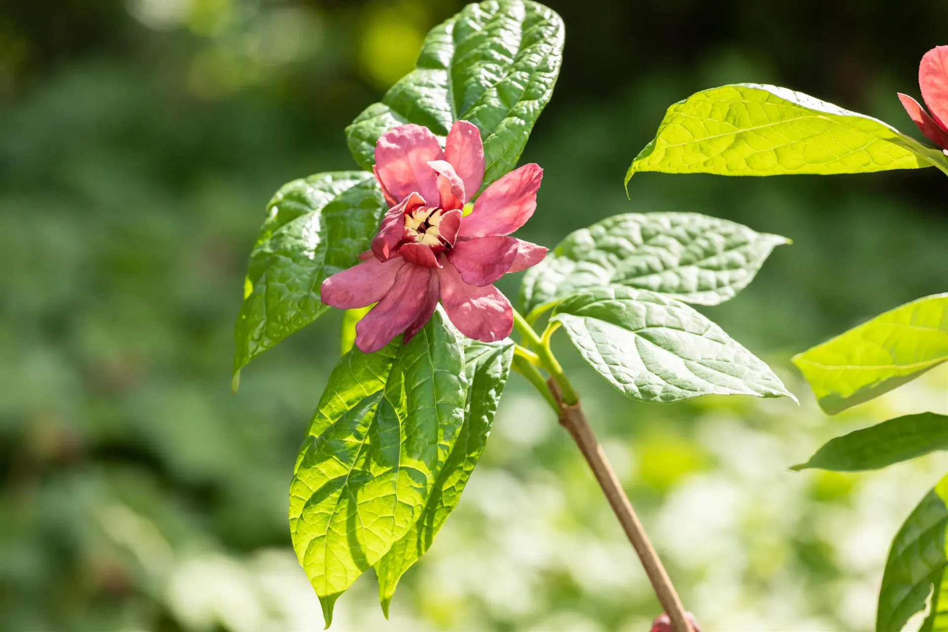[xx] CALYCANTHUS RAULSTONII 'HARTLAGE WINE' (Pot 3 litres, 40-50 cm)