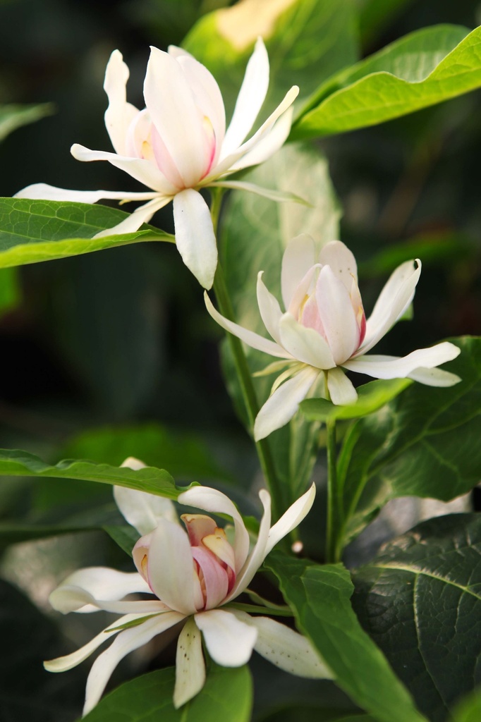 CALYCANTHUS 'VENUS'