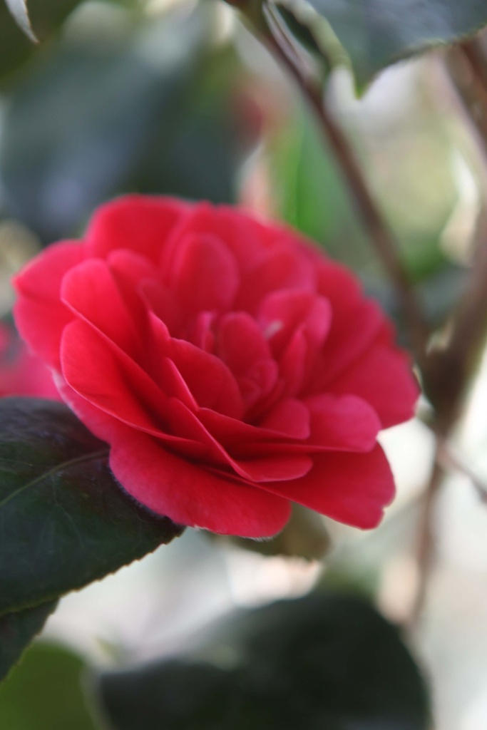 [xx] CAMELLIA JAPONICA (Pot 15 litres, 80-100 cm)