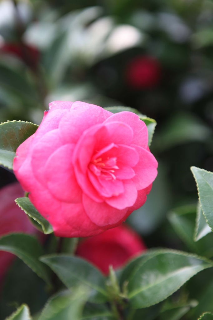 CAMELLIA JAPONICA 'EMERIC HALASZ'