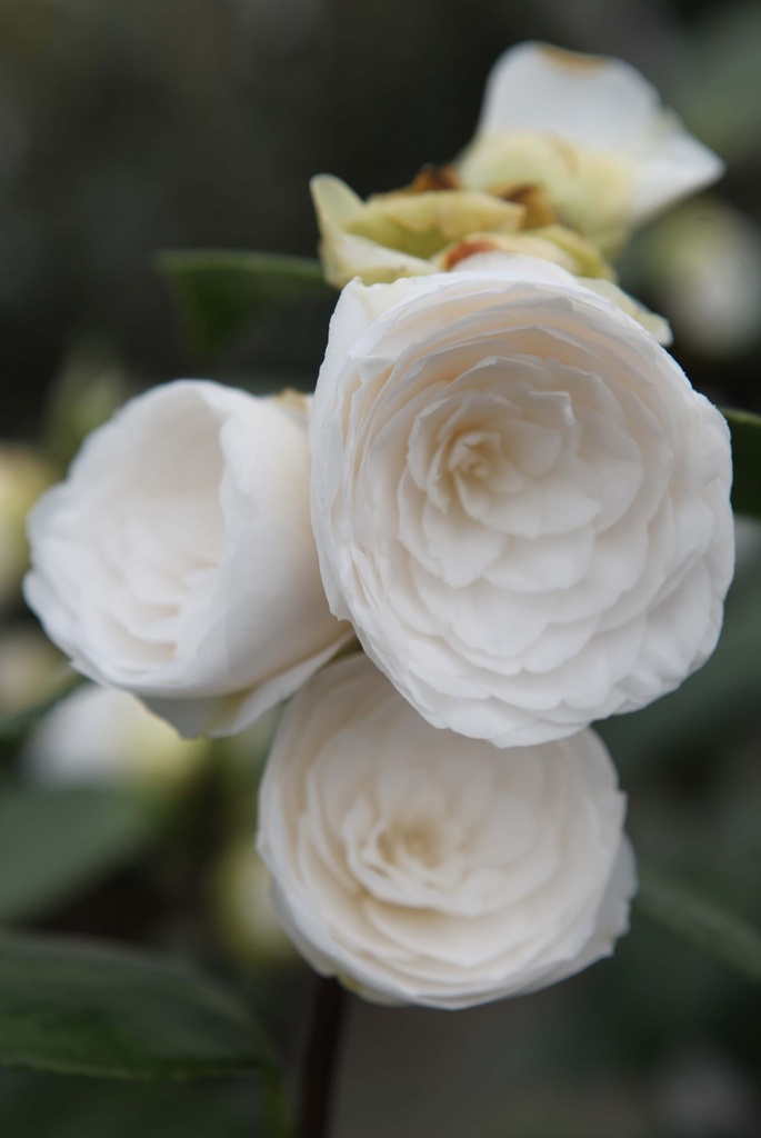 CAMELLIA JAPONICA 'PAOLINA MAGGI'