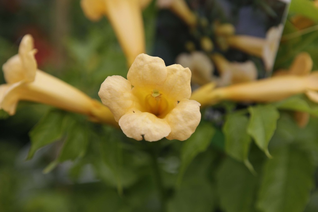 [CRFL3] CAMPSIS RADICANS 'FLAVA' (Pot 2 liter, 80-100 cm)