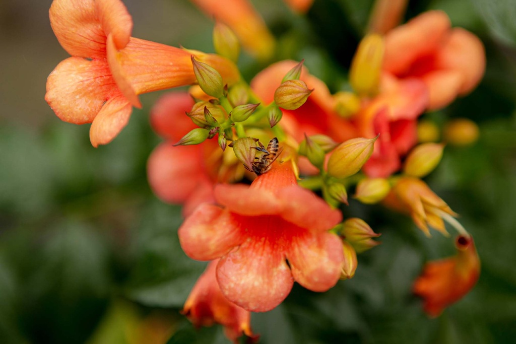 [xx] CAMPSIS TAGLIABUANA INDIAN SUMMER (Pot, 100-125 cm)