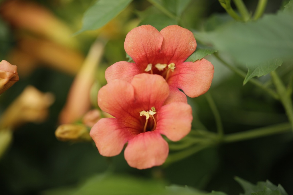 [xx] CAMPSIS TAGLIABUANA 'MME GALEN' (Pot, 125-150 cm)
