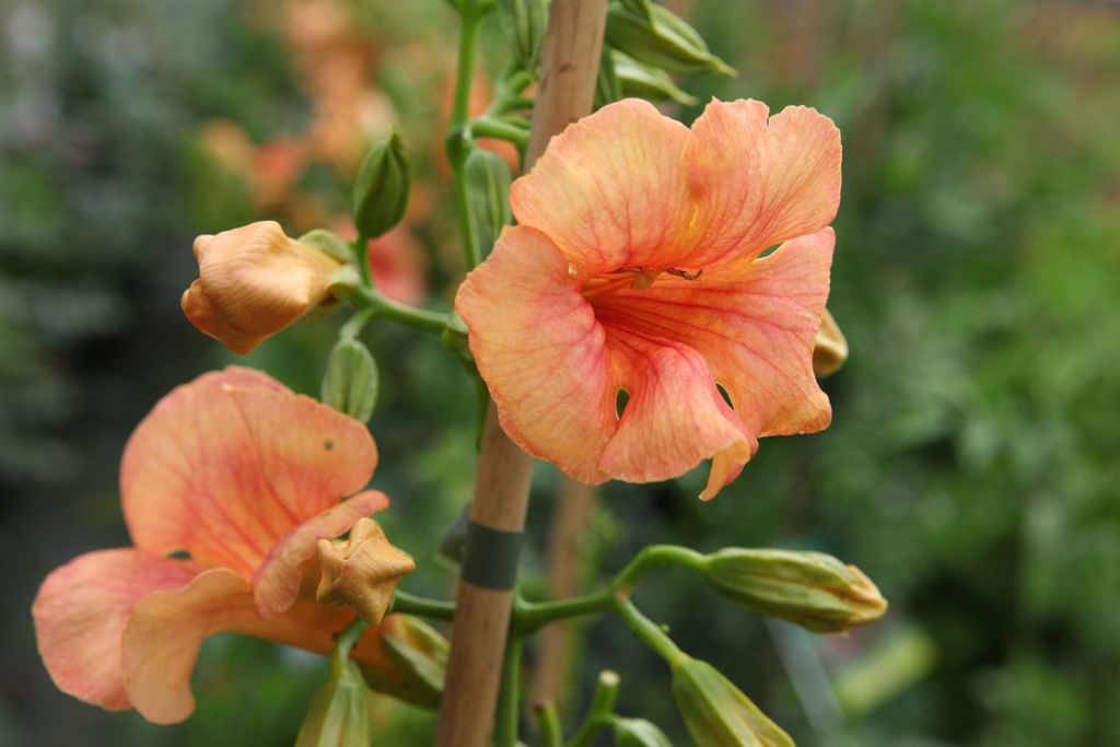 CAMPSIS TAGLIABUANA SUMMER JAZZ® SUNRISE GOLD