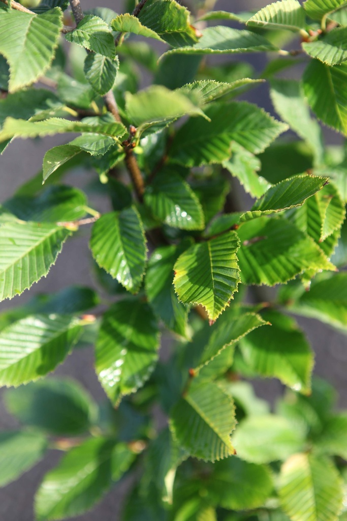 [xx] CARPINUS BETULUS 'FASTIGIATA' (Pot 7 litres, 150-175 cm)