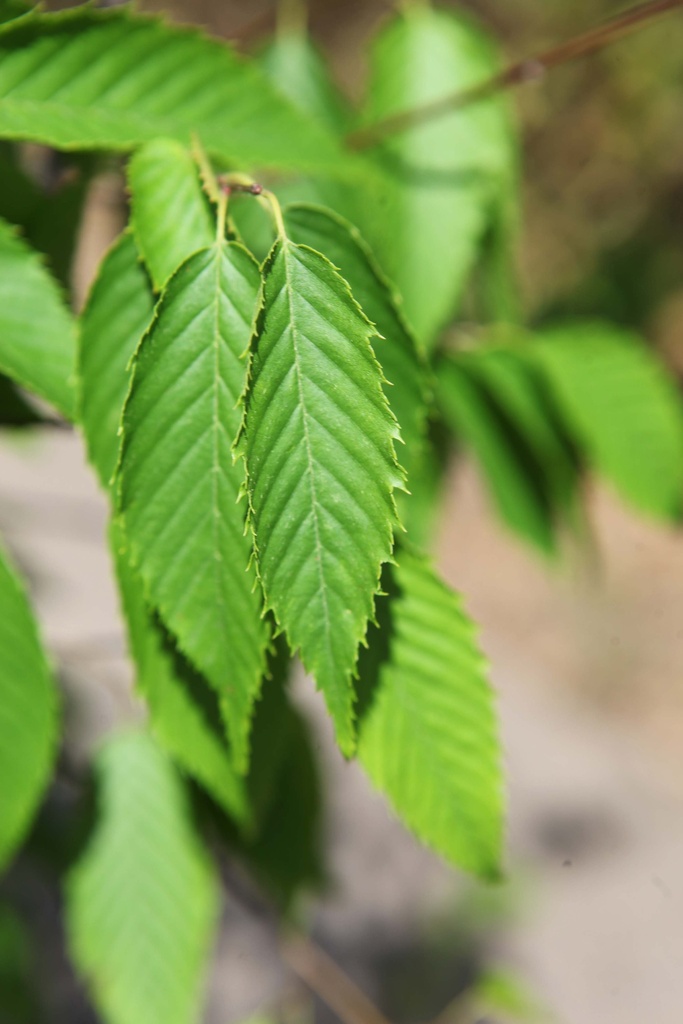 [xx] CARPINUS CAROLINIANA 'AUTUMN FIRE' (Pot, 250-300 cm)