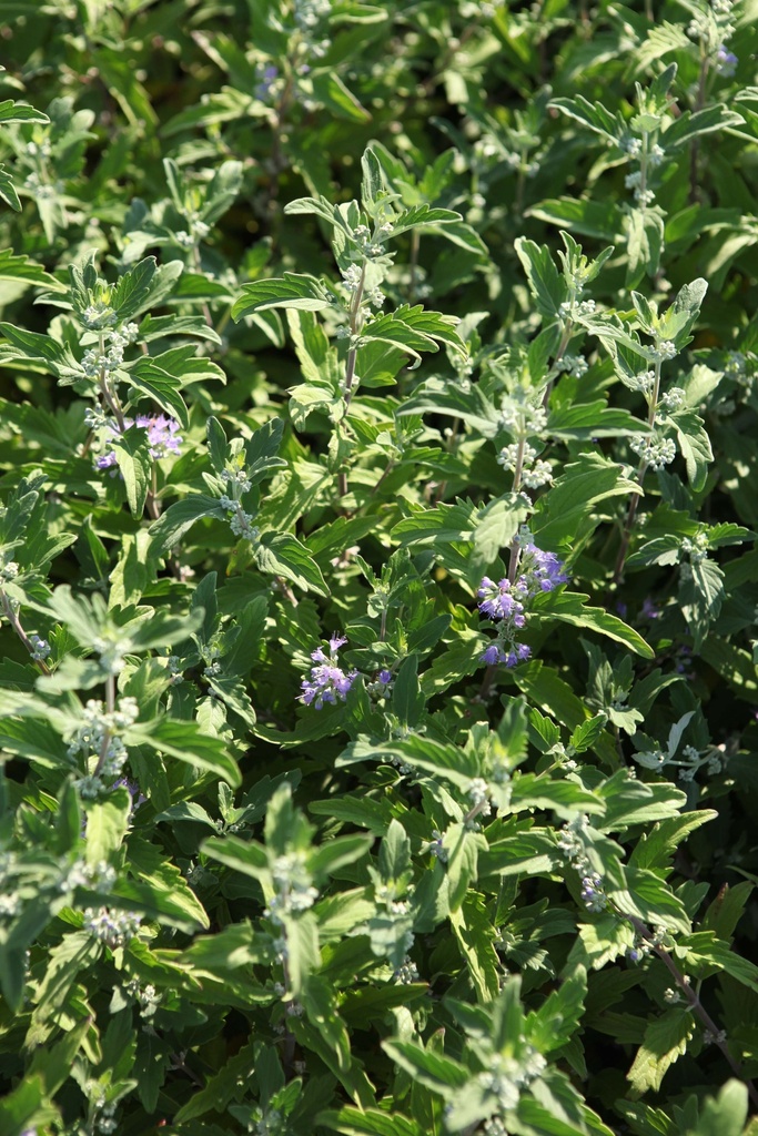 [xx] CARYOPTERIS CLANDONENSIS BLUE BALLOON® (Pot 3 liter, 30-40 cm)