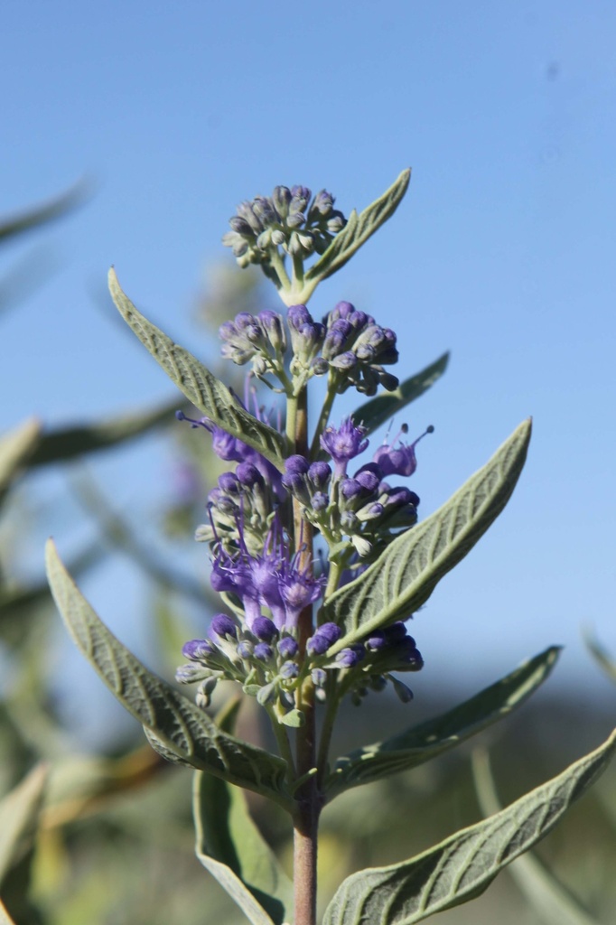 CARYOPTERIS CLANDONENSIS 'FIRST CHOICE'
