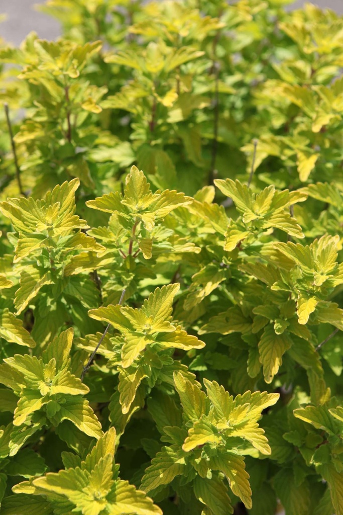 [xx] CARYOPTERIS CLANDONENSIS GOOD AS GOLD (Pot 3 litres, 30-40 cm)