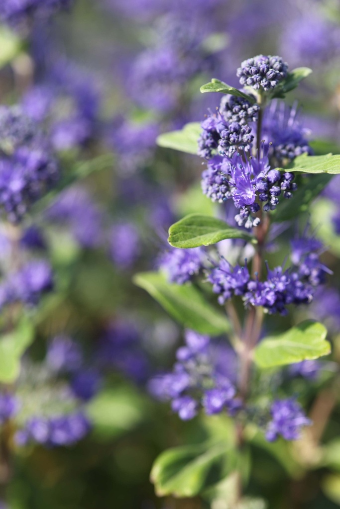 [CCGBL30] CARYOPTERIS CLANDONENSIS GRAND BLEU (Pot 3 liter, 30-40 cm)