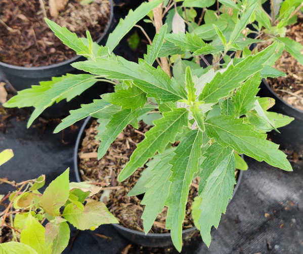 [CCGBL30] CARYOPTERIS CLANDONENSIS GRAND BLEU