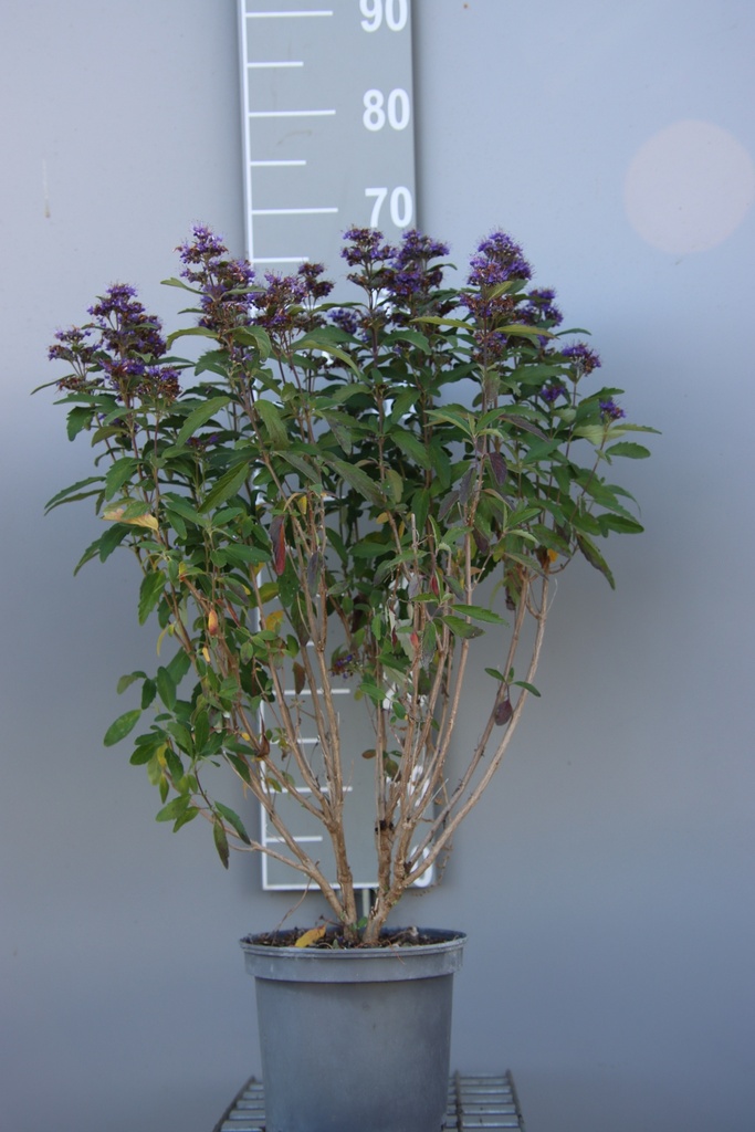 CARYOPTERIS CLANDONENSIS GRAND BLEU