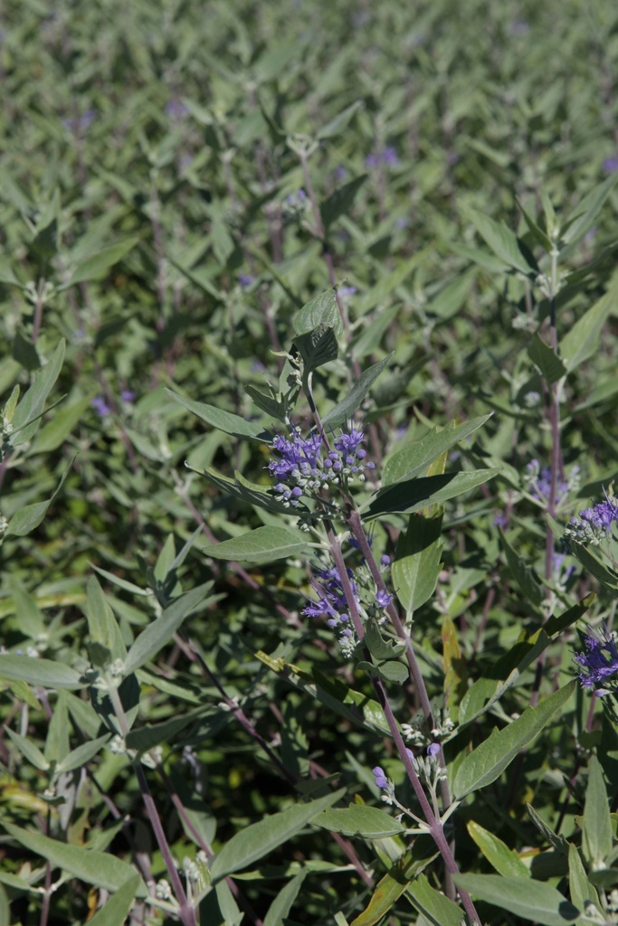 [CCHBL30C3] CARYOPTERIS CLANDONENSIS 'HEAVENLY BLUE' (Pot 3 liter, 30-40 cm)