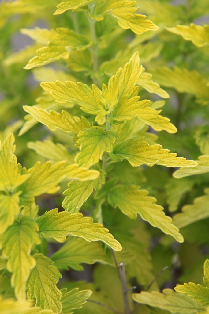 [xx] CARYOPTERIS CLANDONENSIS HINT OF GOLD (Pot 3 liter, 30-40 cm)