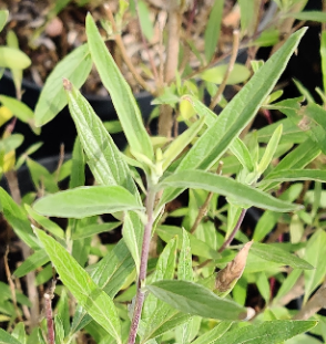 [CCKBL30] CARYOPTERIS CLANDONENSIS 'KEW BLUE'
