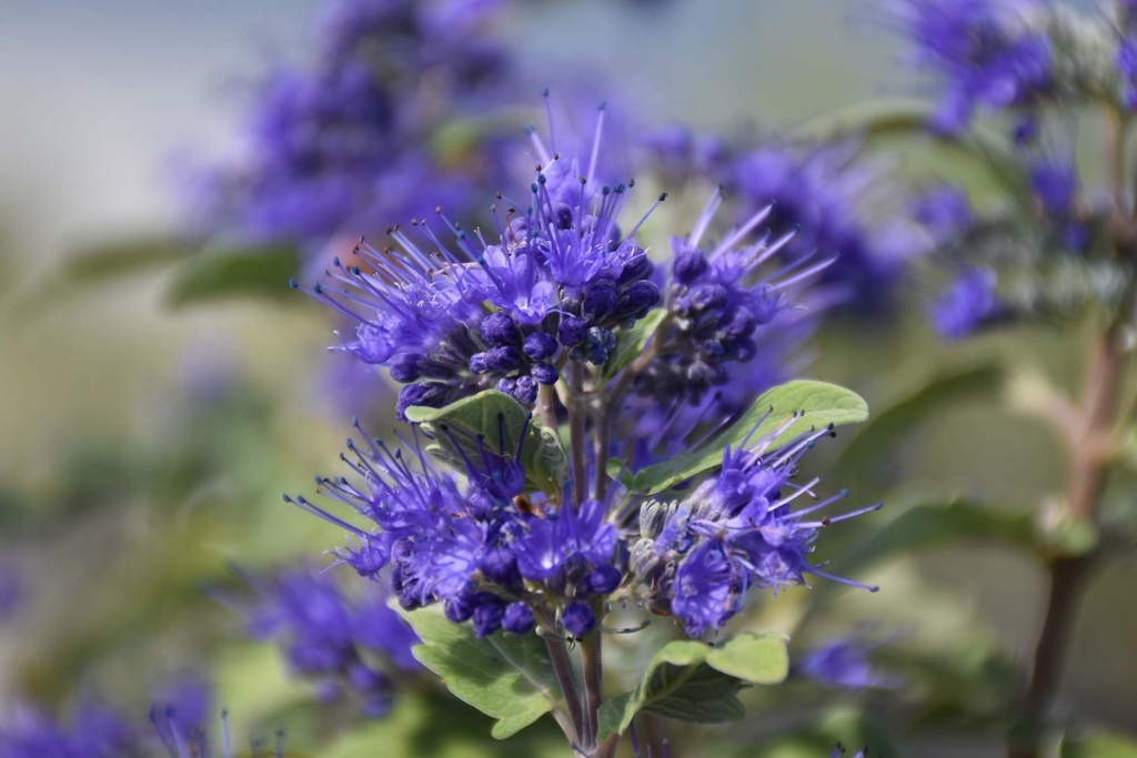 [xx] CARYOPTERIS CLANDONENSIS PROVEN WINNERS® BEYOND MIDNIGHT (Pot 3 litres, 30-40 cm)