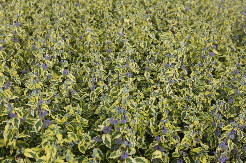 [xx] CARYOPTERIS CLANDONENSIS 'SUMMER SORBET' (Pot 3 litres, 30-40 cm)