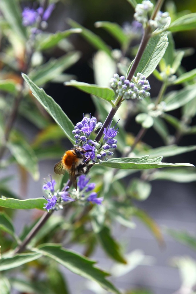 [xx] CARYOPTERIS CLANDONENSIS 'THETIS' (Pot 3 liter, 30-40 cm)